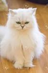 Persian cat - Wikipedia