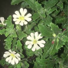 Buy and sell with zillow 360. Zaluzianskya Ovata Star Balsam Night Scented Phlox Star Balsam In Gardentags Plant Encyclopedia