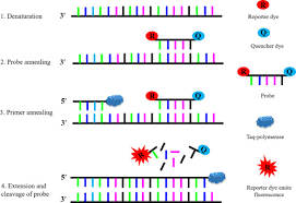 You want to work with the dna, perhaps characterize it by sequencing, but there isn't much to. Real Time Polymerase Chain Reaction An Overview Sciencedirect Topics