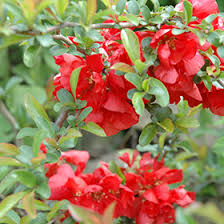 Buy any 3 perennial plants or bulbs & save 20%. Texas Scarlet Flowering Quince Chaenomeles Speciosa Texas Scarlet In Columbus Dublin Delaware Grove City Gahanna Bexley Ohio Oh At Oakland Nurseries Inc