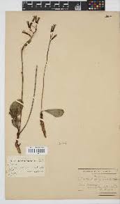 Image result for Launaea rarifolia