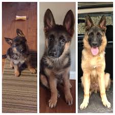 German shepherd puppy ears can be unpredictable! 8 Weeks 12 Weeks 6 Months Titan Is Growing Fast Follow Dog All Over S Board German Shepherd On German Shepherd Photography Gsd Puppies German Shep