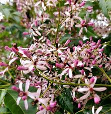 Image result for Meliaceae