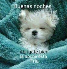 Pin De En Buenas Noches Cachorros Havanese Tarjetas De Perros Perros De Trabajo