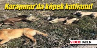 Karapinar Da Kopek Katliami