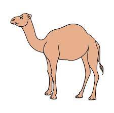 Dromedary camels live in north africa. How To Draw A Camel Step By Step Easy Animal Drawing