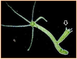 #hydra #aseksual #reproduksi #cnidaria #tunas #hidrozoa #genbi #generasibiologi #invertebrata. 48 Gambar Hewan Hydra Dengan Cara Perkembangbiakan Hd Terbaru Gambar Hewan
