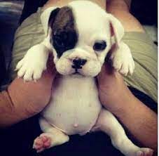 Do Dogs Have Belly Buttons