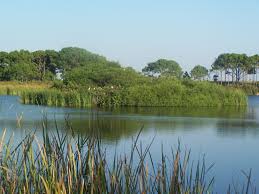 This rv park is within walking distance of st. Gator Pond St Andrews State Park Panama City Beach Fl Panama City Beach Fl Panama City Panama Panama City Beach