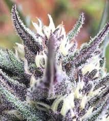 Maybe you would like to learn more about one of these? Pineapple Sorbet Cannabis Seeds Pineapple Sorbet By Aficionado French Connection Lamota Growshop