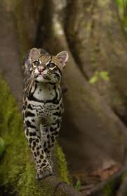Ocelot Walking On Buttress Root On The Amazon Rainforest Floor Ecuador Pete Oxford Animales Salvajes Animales Animales Extraordinarios