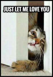 Just Let Me Love You Funny Animal Memes Funny Animals Funny Animal Pictures