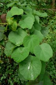 Image result for Cissampelos mucronata