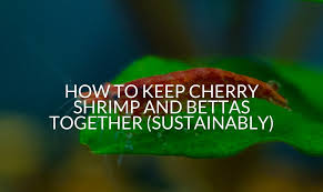 Shrimp keeping is a wonderful hobby. How To Keep Cherry Shrimp And Bettas Together Sustainably Betta Care Fish Guide