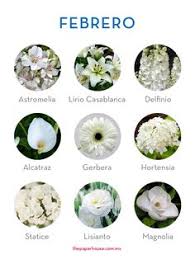 12 Melhor Ideia De Flores Outubro E De Outros Meses Flores Outubro Nomes De Flores Tipos De Flores