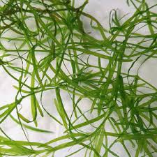 Image result for Najas testui