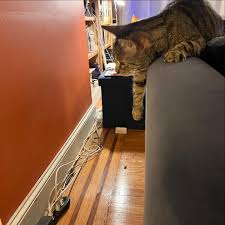 Well. An opossum was in our house tonight. I don't really know where to go  with this. So we were enjoying some WNBA when Lynn Bloom was like “What's  that crunching?” Then, “