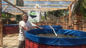 Budidaya Lele Bioflok Lebih Menguntungkan Tribun Jambi