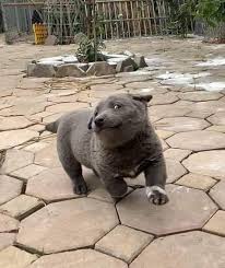 We did not find results for: This Hmong Puppy Has The Derpiest Face 9gag