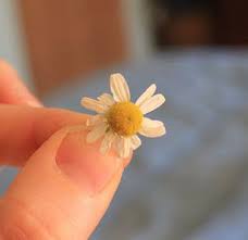 Chamomille 8226 To Reduce The Redness Of Pimples Chill A Chamomile Tea Bag And Press It Lightly Aga Serious Skin Care Beauty Skin Care Natural Skin Care