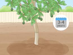 Includes tips for planting, potting mix, containers, pruning, repotting, and flowering. How To Grow Delicious Avocados At Home Through Grafting