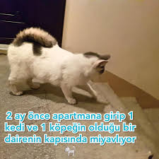 Kivrik Kuyruklu Ozel Bir Kedi Seker Kiz Haysev Dernegi Hayvan Severler Facebook