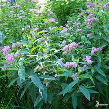 Image result for Asclepias schumanniana