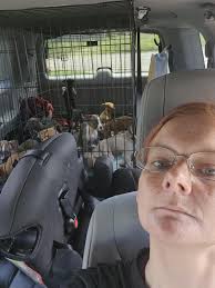 Can anyone help transport a mama dog and her 10 puppies from Lebanon to  Poplar Bluff?