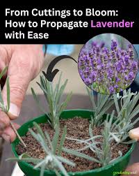 Image result for lavender cuttings