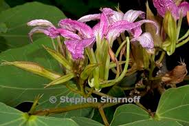 Image result for Bauhinia macrantha