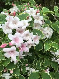 植物図鑑 Twitterren ハコネウツギ アジサイのような葉から漏斗状の花を咲かせる １つの株から赤や白の色の違う花が咲く