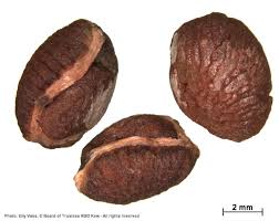 Image result for Coptosperma rhodesiacum