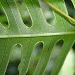 Image result for Pteris linearis
