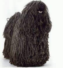 puli often called a rastafarian dog this breed is thought to have originated in asia and was brought to hungary over 1 0 dog breeds puli dog breed puli dog
