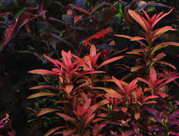 Image result for Rotala submersa