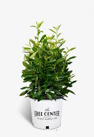 Trimmed or untrimmed it is ideal. Skip Laurel Shrubs Buy Skip Laurels Online The Tree Center