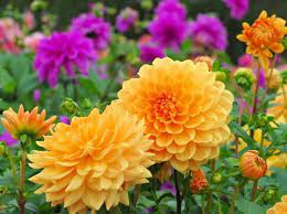 Yang umum diketahui adalah berwarna kuning, tetapi varietas dengan warna pink juga ada. 5 Tanaman Hias Dengan Bunga Besar Dan Cantik Dahlia Hingga Bunga Matahari