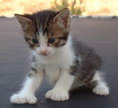 Cats With Extra Toe And No Tail Cat Forums