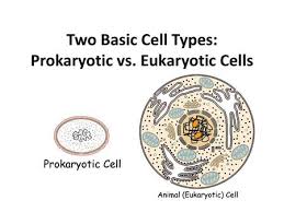However, they have some apparent differences. Two Types Of Cells Prokaryotic Cell Vs Eukaryotic Cells Ppt Download