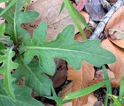 Image result for Gynura pseudochina