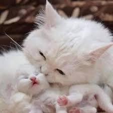 seni seviyorum kucuk lokum citas kedi kediler ve yavrulari ve sevimli kedi yavrulari