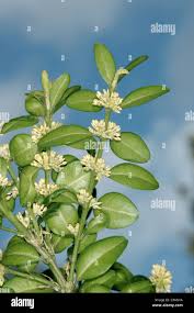 Image result for Buxaceae