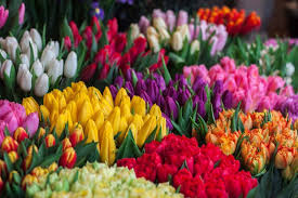 There are around 100 species and over 3000 different varieties of cultivated tulips. Ultimate Guide To Tulip Flower Meanings And Symbolism Petal Republic