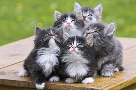 Yavru Kediler Icin Neden Sut Tozu Kullanilmalidir Kediler Icin En Iyi 3 Sut Tozu Kedi Blog