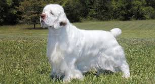 Find the perfect clumber spaniel puppy for sale in north carolina, nc at puppyfind.com. Brittany Spaniel Dog Breed Profile Petfinder