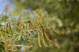 Image result for Tephrosia