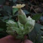 Image result for Voacanga bracteata