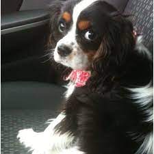 King Charles Cavalier King Charles King Charles Spaniel King Charles Dog
