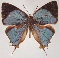 Image result for Phragmanthera eminii