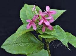 Sepal servers, constantly running, one in each region where sepal is deployed. Ruspolia Seticalyx Bristly Sepal Ruspolia